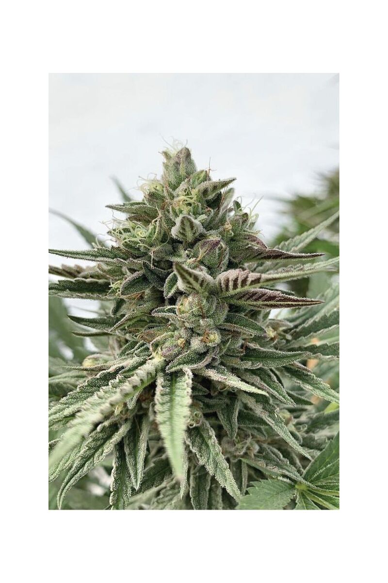 Humboldt Pound Cake, Фасовка: 3